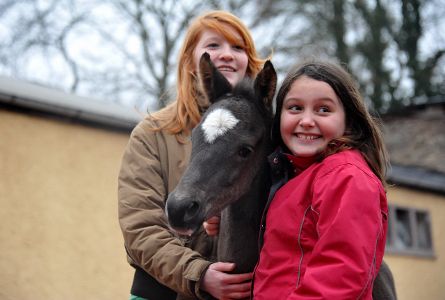 Trakehner colt by Saint Cyr out of Championmare Greta Garbo by Alter Fritz, Gestt Hmelschenburg - Beate Langels