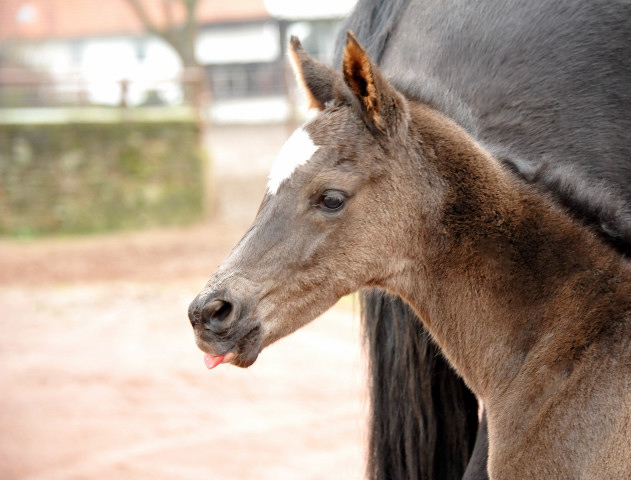 Trakehner colt by Saint Cyr out of Championmare Greta Garbo by Alter Fritz, Gestt Hmelschenburg - Beate Langels