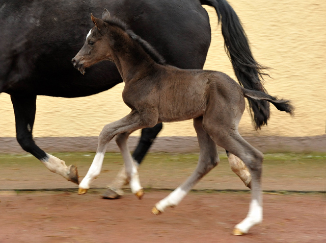 Trakehner colt by Saint Cyr out of Championmare Greta Garbo by Alter Fritz, Gestt Hmelschenburg - Beate Langels