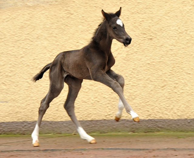 Trakehner colt by Saint Cyr out of Championmare Greta Garbo by Alter Fritz, Gestt Hmelschenburg - Beate Langels