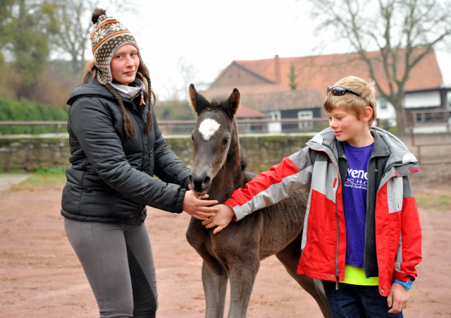 Das erste Fotoshooting - im zarten Alter von 14 Stunden: Trakehner Hengstfohlen von Saint Cyr u.d. Greta Garbo v. Alter Fritz, Gestt Hmelschenburg - Beate Langels