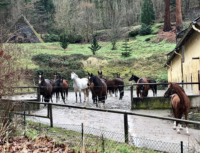 22.01.2022 in Hmelschenburg  - Foto: Beate Langels - Trakehner Gestt Hmelschenburg