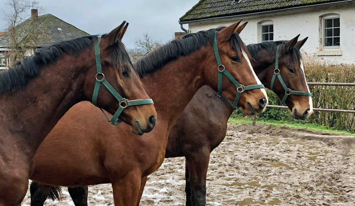 22.01.2022 in Hmelschenburg  - Foto: Beate Langels - Trakehner Gestt Hmelschenburg