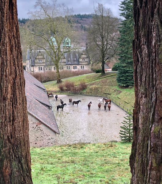 22.01.2022 in Hmelschenburg  - Foto: Beate Langels - Trakehner Gestt Hmelschenburg