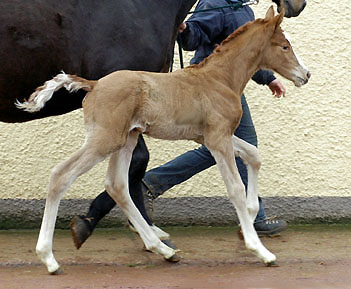 Tarvisio - Trakehner Colt by Freudenfest out of Premiummare Tavolara by Exclusiv