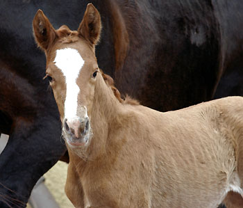 Tarvisio - Trakehner Colt by Freudenfest out of Premiummare Tavolara by Exclusiv