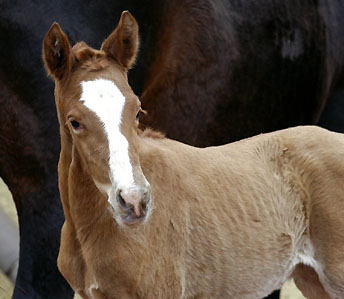 Tarvisio - Trakehner Colt by Freudenfest out of Premiummare Tavolara by Exclusiv