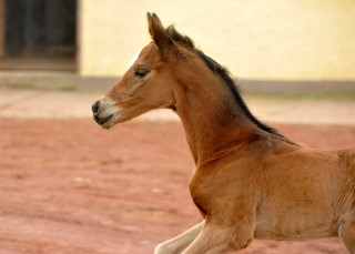 Trakehner Filly by Saint Cyr out of Pr. u. StPrSt. Karena by  Freudenfest - Foto: Beate Langels, Trakehner Gest t H melschenburg
