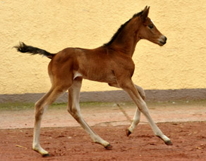 40 Stunden alt: Trakehner Stutfohlen von Saint Cyr u.d. Prmien- und Staatsprmienstute Karena v. Freudenfest - Foto: Beate Langels, Trakehner Gestt Hmelschenburg