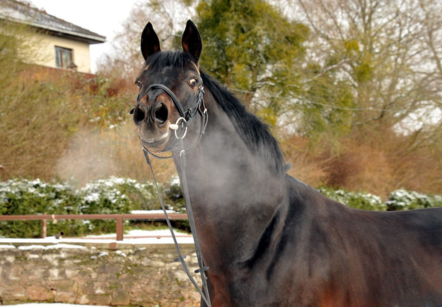 Oliver Twist von Monteverdi x Sixtus - Trakehner Gestt Hmelschenburg - Foto: Beate Langels