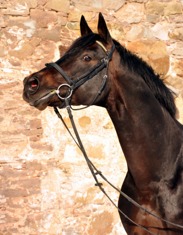 Oliver Twist von Monteverdi x Sixtus - Trakehner Gestt Hmelschenburg - Foto: Beate Langels