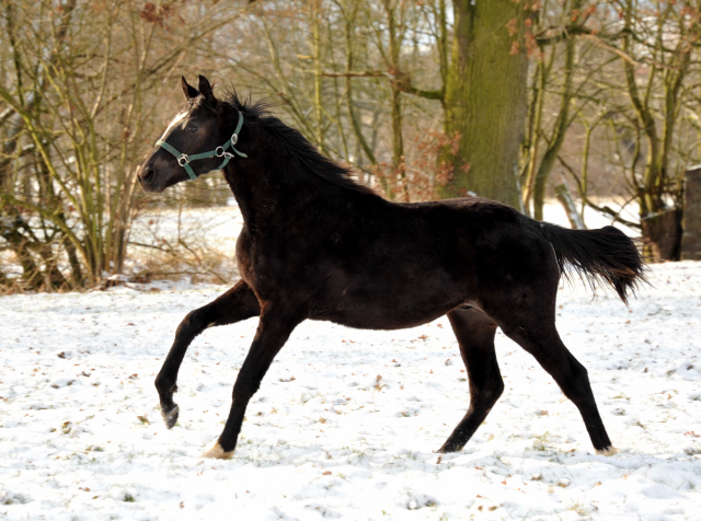 Unsere Jhrlingshengste engst von Ruffian Reef xx x Key West - Trakehner Gestt Hmelschenburg - Foto: Beate Langels