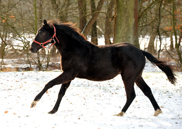 Unsere Jhrlingshengste Hengst von Saint Cyr x Tycoon - Trakehner Gestt Hmelschenburg - Foto: Beate Langels