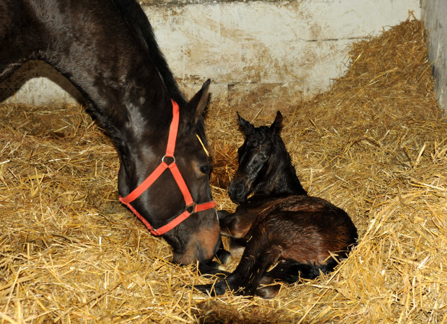 Trakehner Stutfohlen von Enrico Caruso u.d. Kaiserspiel v. Exclusiv - Hmelschenburg - Februar 2014, Foto: Beate Langels, Trakehner Gestt Hmelschenburg - Beate Langels