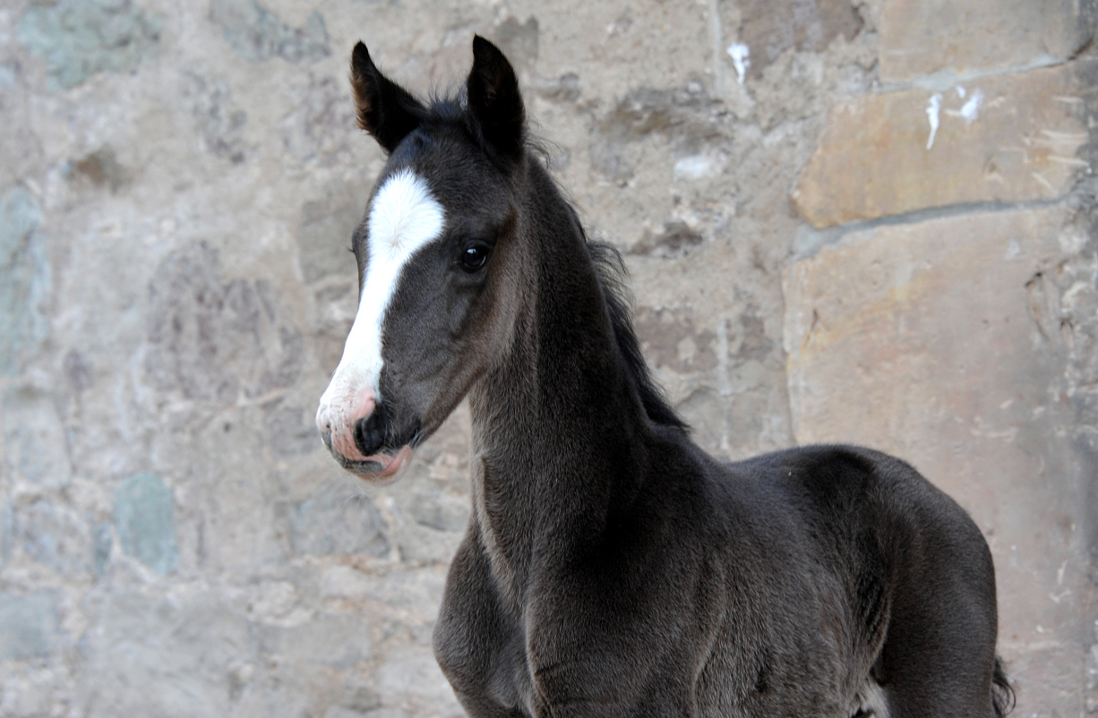 Oldenburger Hengstfohlen von De Niro u.d. Schwalbendiva v. Totilas
 - Trakehner Gestt Hmelschenburg - Beate Langels