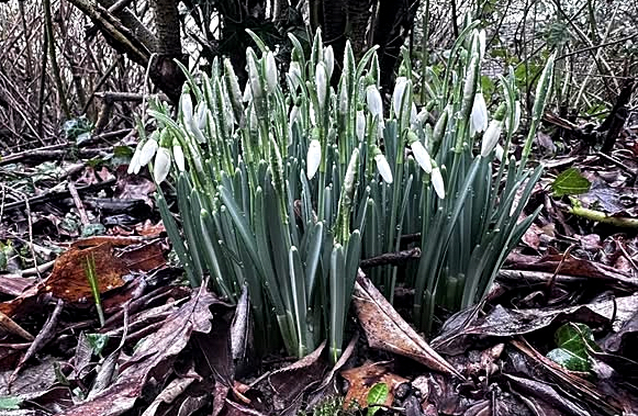 22.02.2026 Gest�t H�melschenburg - 
Foto: Beate Langels