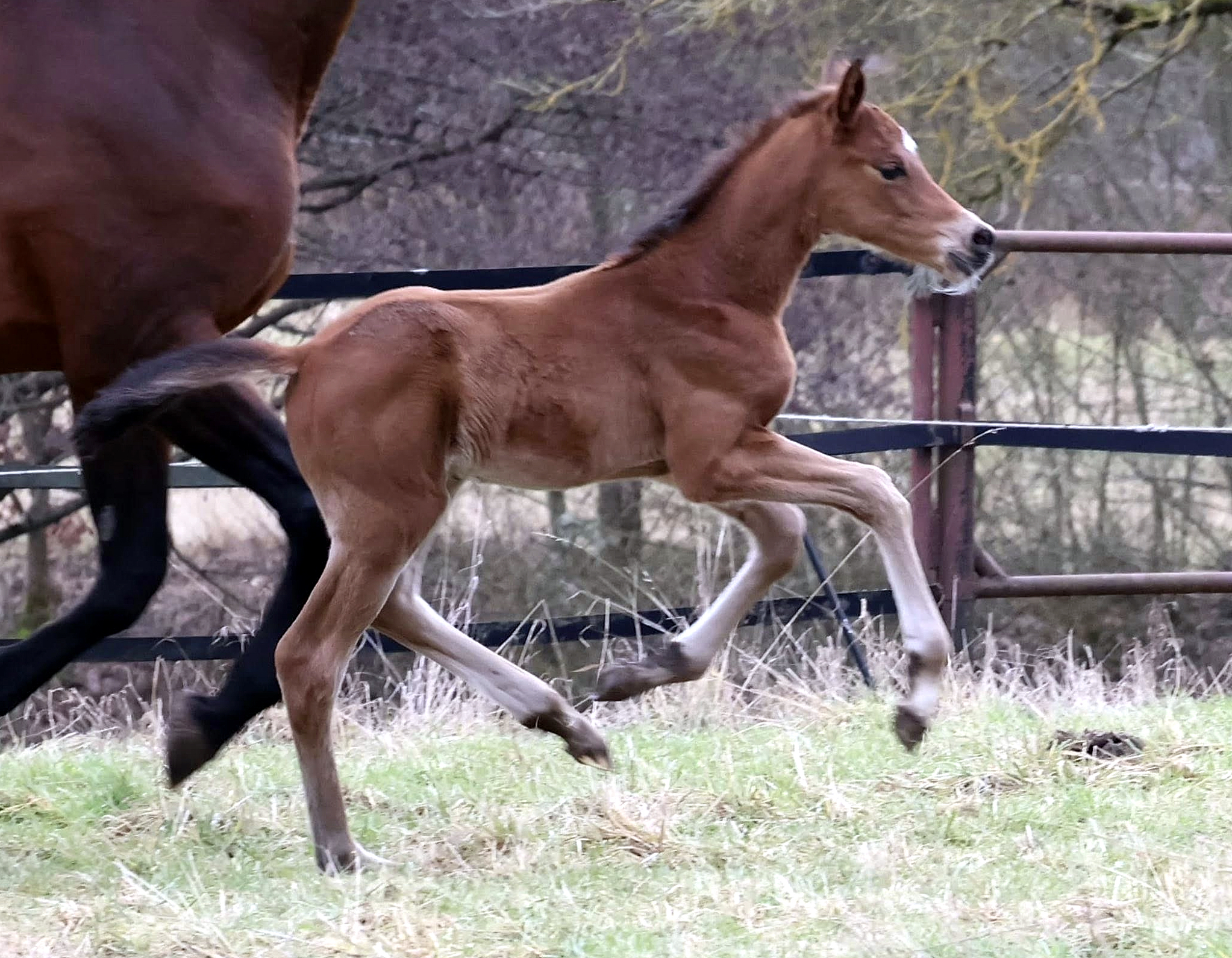 Trakehner Colt by Gl�cksruf - Trakehner Gest�t H�melschenburg - 
Foto: Beate Langels