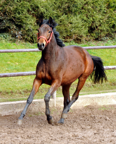 Klassic Touch als Zweijhrige im Gestt Hmelschenburg - Foto Beate Langels