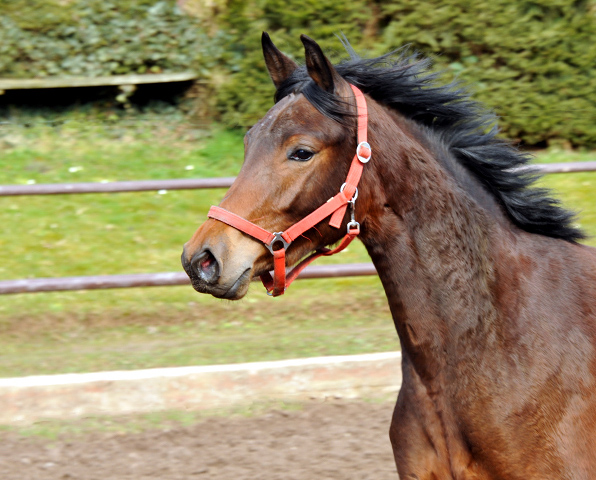 Klassic Touch als Zweijhrige im Gestt Hmelschenburg - Foto Beate Langels