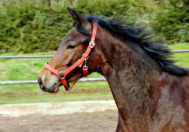 Klassic Touch als Zweijhrige im Gestt Hmelschenburg - Foto Beate Langels