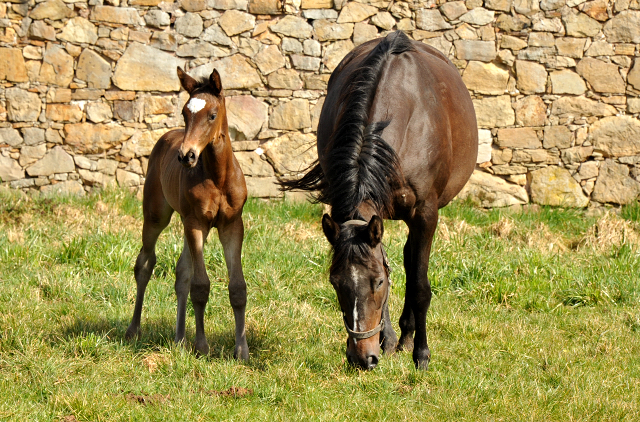 Stutfohlen von Kostolany u.d. Pr.A. Kaiserspiel v. Exclusiv - Foto: Beate Langels - Trakehner Gestt Hmelschenburg