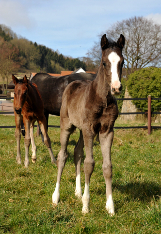 Hengstfohlen von De Niro u.d. Schwalbendiva von Totilas - Foto: Beate Langels - Trakehner Gestt Hmelschenburg