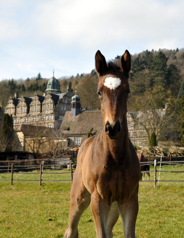 Stutfohlen von Kostolany u.d. Pr.A. Kaiserspiel v. Exclusiv - Foto: Beate Langels - Trakehner Gestt Hmelschenburg