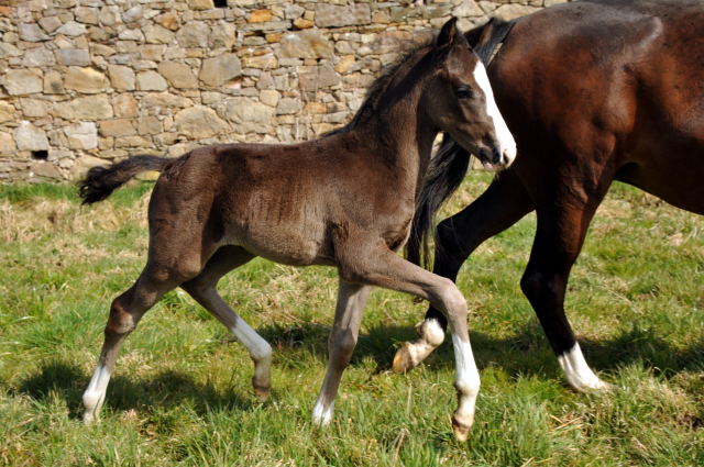 Hengstfohlen von De Niro u.d. Schwalbendiva von Totilas - Foto: Beate Langels - Trakehner Gestt Hmelschenburg