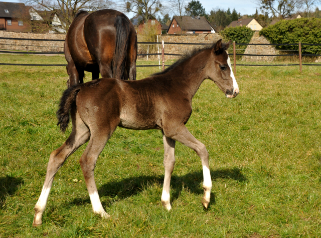 Hengstfohlen von De Niro u.d. Schwalbendiva von Totilas - Foto: Beate Langels - Trakehner Gestt Hmelschenburg