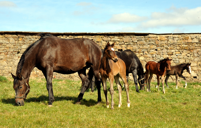 Hmelschenburger Stuten und Fohlen - Foto: Beate Langels - Trakehner Gestt Hmelschenburg