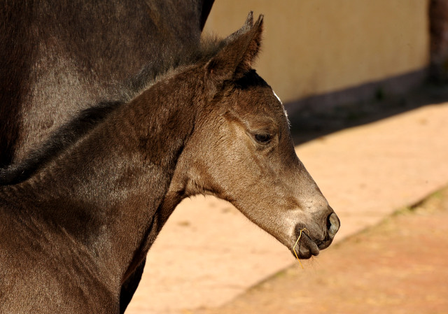 Stutfohlen von Saint Cyr u.d. Pr.St. Greta Garbo v. Alter Fritz - Foto: Beate Langels - Trakehner Gestt Hmelschenburg