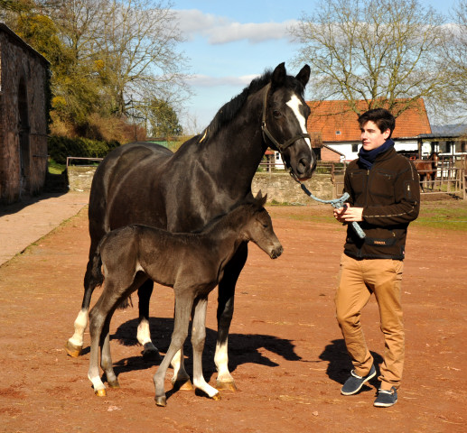 Trakehner Filly by Saint Cyr out of Premiummare Greta Garbo by Alter Fritz, Gestt Hmelschenburg - Beate Langels