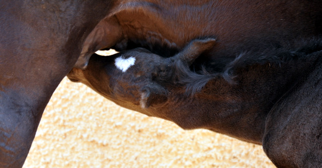 Trakehner Filly by Saint Cyr out of Premiummare Greta Garbo by Alter Fritz, Gestt Hmelschenburg - Beate Langels