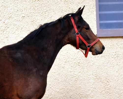 Klassic Touch als Zweijhrige im Gestt Hmelschenburg - Foto Beate Langels