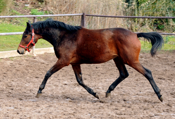 Klassic Touch als Zweijhrige im Gestt Hmelschenburg - Foto Beate Langels