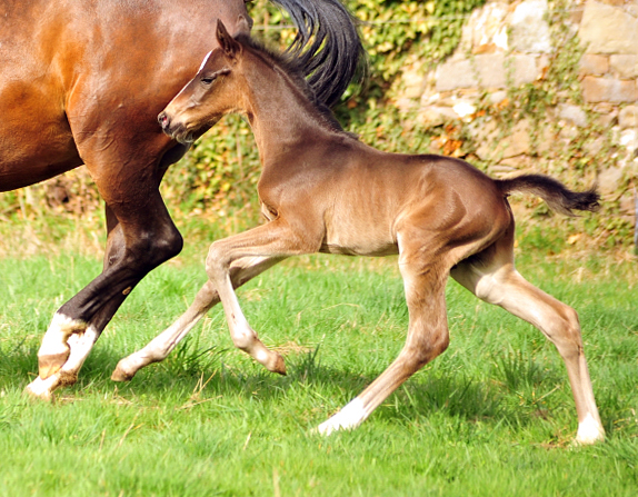 Schwalbendiva und Sohn von De Niro - Trakehner Gestt Hmelschenburg - Foto: Beate Langels