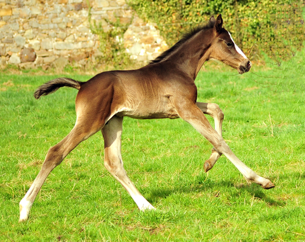 Schwalbendiva und Sohn von De Niro - Trakehner Gestt Hmelschenburg - Foto: Beate Langels