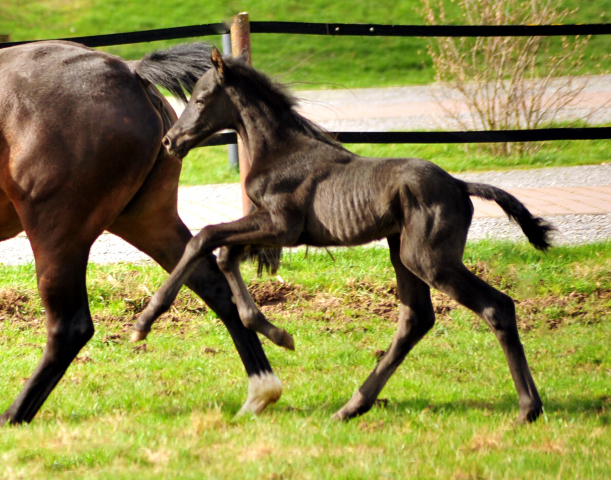 Black Trakehner Filly by Schwarzgold out of Pr.a.StPrSt. Tacyra by Saint Cyr - Foto: Beate Langels - Trakehner Gestt Hmelschenburg