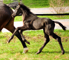 Trakehner Filly by Schwarzgold out of Pr.a. StPrSt. Tacyra
by Saint Cyr - Gestt Hmelschenburg - Beate Langels