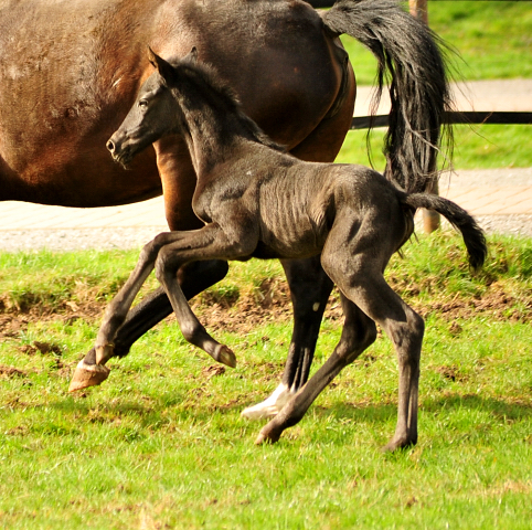 Trakehner Stutfohlen von Schwarzgold u.d. Pr.a.StPrSt. Tacyra v.  Saint Cyr - Foto: Beate Langels - Trakehner Gestt Hmelschenburg