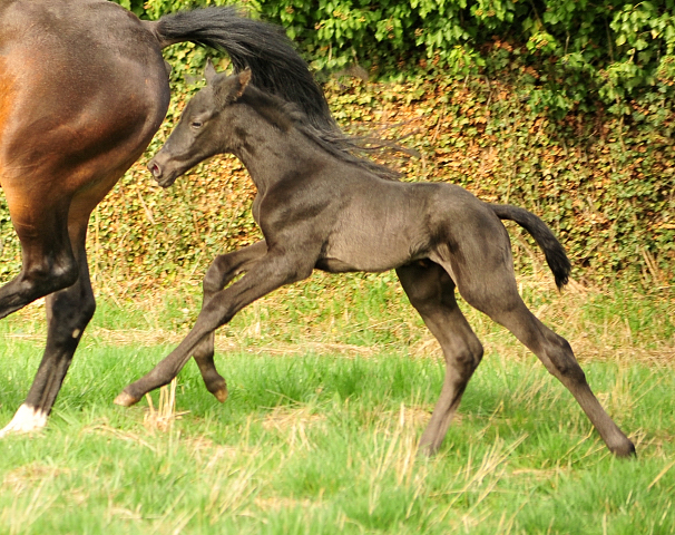 Black Trakehner Filly by Schwarzgold out of Pr.a.StPrSt. Tacyra by Saint Cyr - Foto: Beate Langels - Trakehner Gestt Hmelschenburg