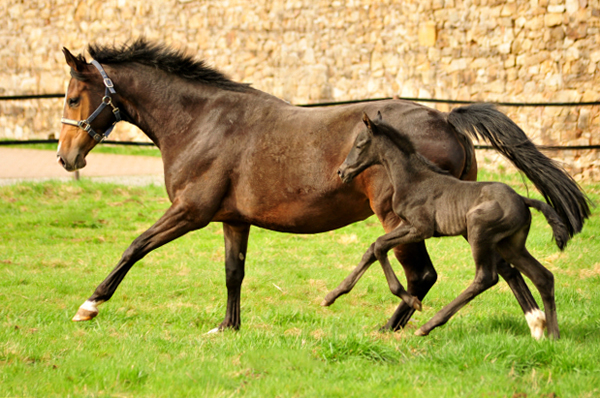 Trakehner Stutfohlen von Schwarzgold u.d. Pr.a.StPrSt. Tacyra v.  Saint Cyr - Foto: Beate Langels - Trakehner Gestt Hmelschenburg