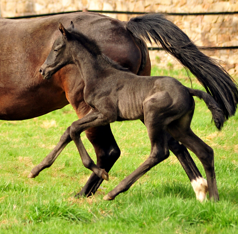 Black Trakehner Filly by Schwarzgold out of Pr.a.StPrSt. Tacyra by Saint Cyr - Foto: Beate Langels - Trakehner Gestt Hmelschenburg