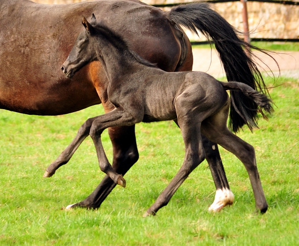 Black Trakehner Filly by Schwarzgold out of Pr.a.StPrSt. Tacyra by Saint Cyr - Foto: Beate Langels - Trakehner Gestt Hmelschenburg