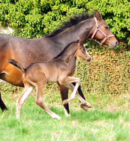 Schwalbendiva und Sohn von De Niro - Trakehner Gestt Hmelschenburg - Foto: Beate Langels