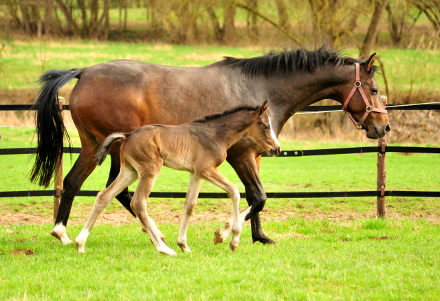 Schwalbendiva und Sohn von De Niro - Trakehner Gestt Hmelschenburg - Foto: Beate Langels