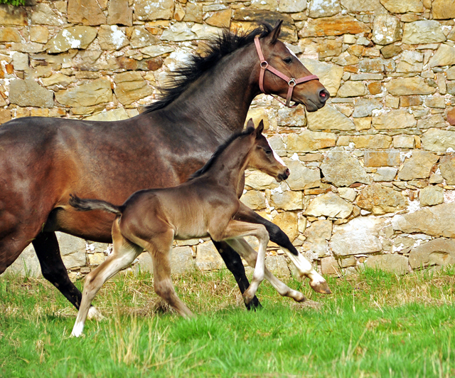 Schwalbendiva und Sohn von De Niro - Trakehner Gestt Hmelschenburg - Foto: Beate Langels