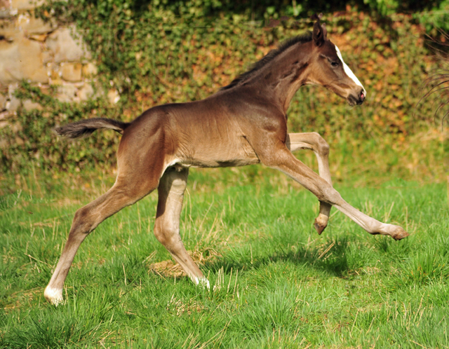 Schwalbendiva und Sohn von De Niro - Trakehner Gestt Hmelschenburg - Foto: Beate Langels