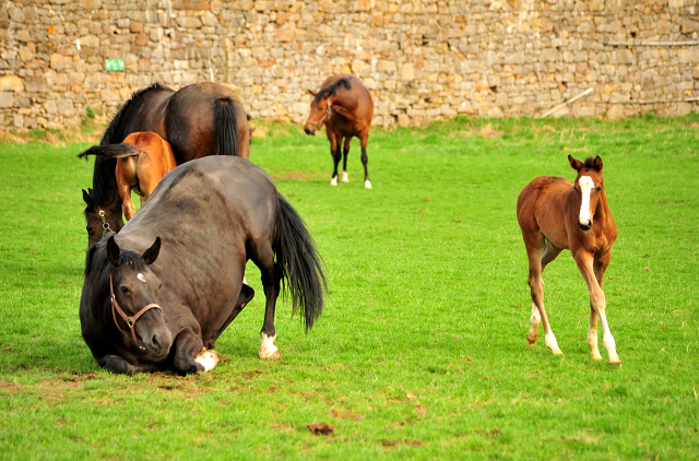 Stuten und Fohlen im Trakehner Gestt Hmelschenburg - Foto: Beate Langels