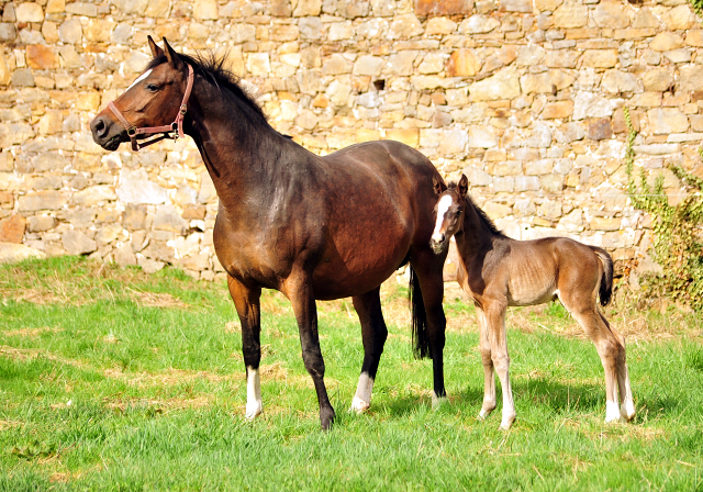 Schwalbendiva und ihr wenige Tage alter Sohn von De Niro - Trakehner Gestt Hmelschenburg - Foto: Beate Langels